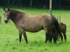 Zuchtstute Balina de l'Aulne (Connemara-Pony, 1989, von Forban de Ravary)