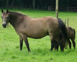 Zuchtstute Balina de l'Aulne (Connemara-Pony, 1989, von Forban de Ravary)