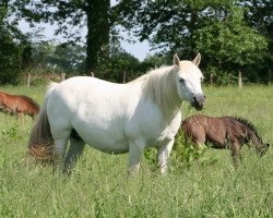 Zuchtstute Ies de L'Aulne (Connemara-Pony, 1996, von Dexter Leam Pondi)