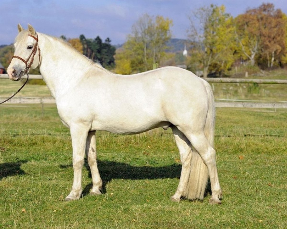 stallion Clifden De l'Aulne (Connemara Pony, 1990, from Gold Fort)