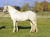 stallion Clifden De l'Aulne (Connemara Pony, 1990, from Gold Fort)