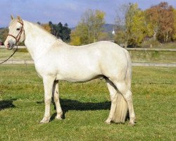 stallion Clifden De l'Aulne (Connemara Pony, 1990, from Gold Fort)