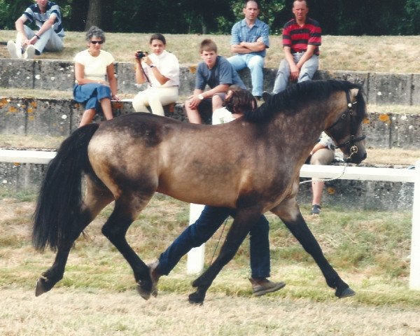 Deckhengst Glenree de l'Aulne (Connemara-Pony, 1994, von Captus de Ker Anna)