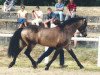 stallion Glenree de l'Aulne (Connemara Pony, 1994, from Captus de Ker Anna)