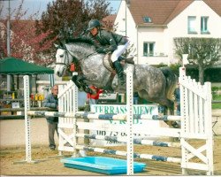 Springpferd Rif de L'Aulne (Connemara-Pony, 2005, von Mealow de la Belle)