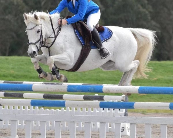 Pferd Silverfords Misty Blue (Connemara-Pony, 2011)