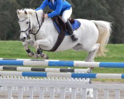 horse Silverfords Misty Blue (Connemara Pony, 2011)