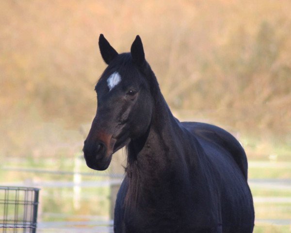 broodmare Lisa (Thoroughbred, 2012)