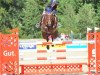 jumper Cekkato (Oldenburg show jumper, 2012, from Cessna)