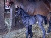 dressage horse Daylight XR (Oldenburg, 2023, from For Dance)