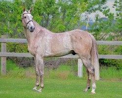 Springpferd Double Fun Marienshof Z (Zangersheide Reitpferd, 2016, von Don't Touch Tiji Hero)