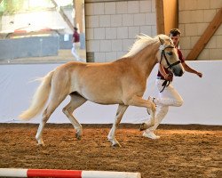 Zuchtstute No Whisky, No Fun (Haflinger, 2020, von Nordbube vom Eschachtal)