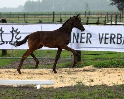 Pferd Othilia (Trakehner, 2023, von Kwahu)