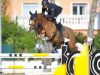 Springpferd Lancetti V Zorgvliet (Belgisches Warmblut, 2011, von For Joy van het Zorgvliet)