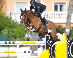 Springpferd Lancetti V Zorgvliet (Belgisches Warmblut, 2011, von For Joy van het Zorgvliet)