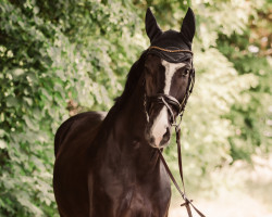 dressage horse Sir Siegfried 22 (Oldenburg, 2017, from San Amour I)