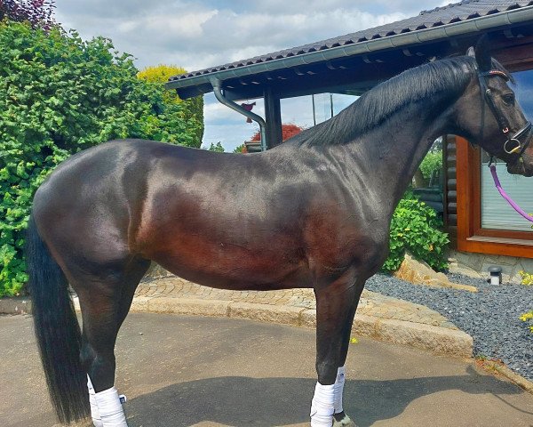 dressage horse Stute von Daily Diamond / Sandro Hit (Oldenburg, 2019, from Daily Diamond)