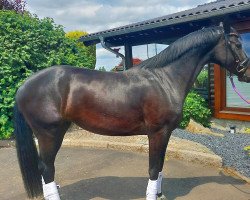 dressage horse Stute von Daily Diamond / Sandro Hit (Oldenburg, 2019, from Daily Diamond)