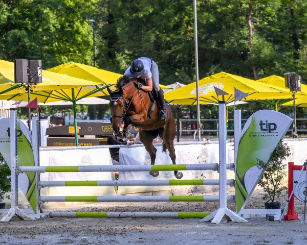 jumper Scarlet van het Verlore Goed (Belgian Warmblood, 2018, from I'm Special de Muze)