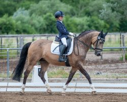 Zuchtstute Glowing Pearl (Deutsches Reitpony, 2007, von FS Pontiac)