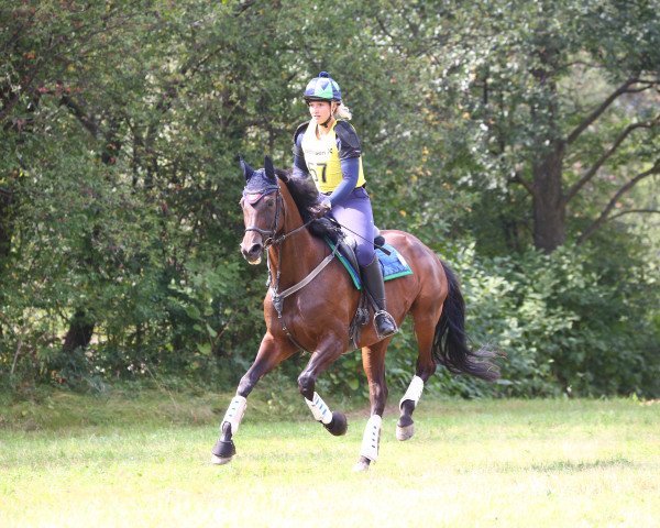 Zuchtstute Gong Lu (Trakehner, 2010, von Songline)