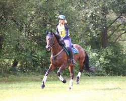 broodmare Gong Lu (Trakehner, 2010, from Songline)