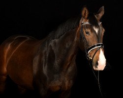 dressage horse Enjoy Elaisa (Hanoverian, 2007, from Edgar)