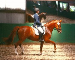 dressage horse Quatermoon (German Sport Horse, 2009, from Quaterback)