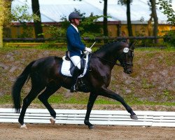 dressage horse Hemingway 71 (Trakehner, 2009, from Hibiskus)