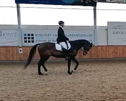 jumper Dalerio de Medici (Hanoverian, 2009, from Dimaggio)