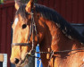 jumper Dynamite 20 (KWPN (Royal Dutch Sporthorse), 2008, from Vaillant)