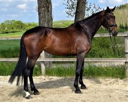 jumper Gentle Touch SW Z (Zangersheide riding horse, 2017, from Glasgow van het Merelsnest)