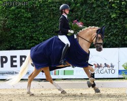 Dressurpferd Candice D'Or (Deutsches Reitpony, 2018, von Kastanienhof Cockney Cracker)