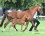 broodmare Stutfohlen von Barbaresco (Westphalian, 2016, from Barbaresco)