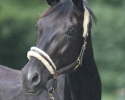 broodmare Fabienne (Oldenburg, 2011, from Fürstenball)