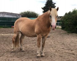 horse Moreno (Haflinger, 1996)