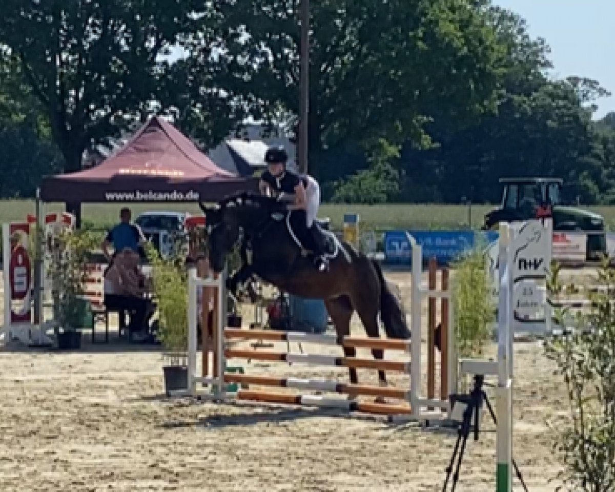 Springpferd Dakota H (Westfale, 2018, von Dia Corrado)