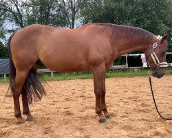 horse Showdowns Boomstein (Quarter Horse, 2013)