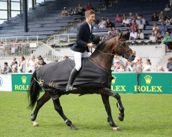 stallion Nerrado (Holsteiner, 2007, from Nekton)