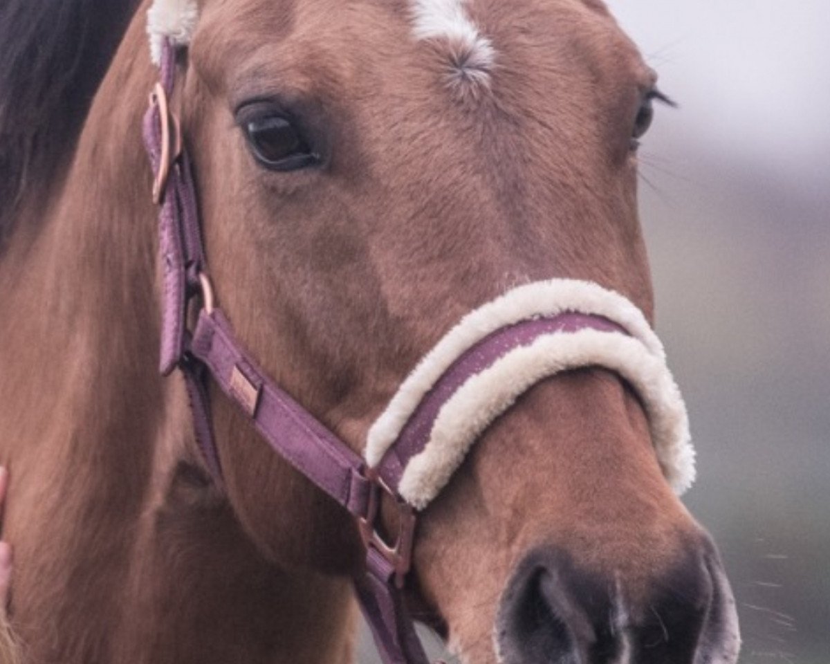 jumper Bulana 2 (Pony without race description, 2004, from Unbekannt PONY)