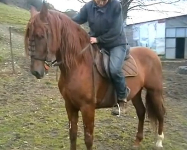 Pferd Torero XXVII (Pura Raza Espanola (PRE), 2000, von Kisquilloso)