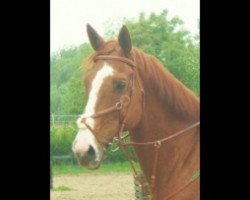 horse Ramses de Beuvry (Selle Français, 1983, from Diableur)