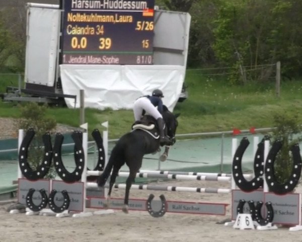 Springpferd Calandra 34 (Zangersheide Reitpferd, 2016, von Cuidam)