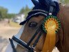 dressage horse Papillon SF (German Riding Pony, 2004, from Pilgrim’s Red)