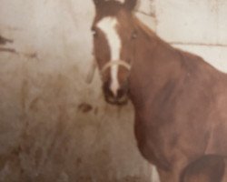 broodmare Illusion (Trakehner, 1977, from Vincent)