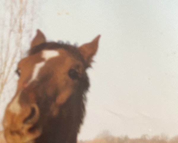 Pferd Monaco 88 (Württemberger, 1990, von Mitch)