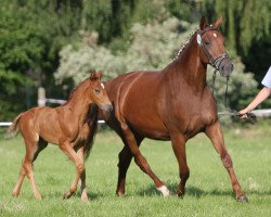 horse Sabrina (Westfale, 2005, from Sibirian Express)