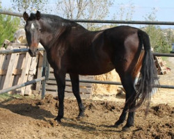 broodmare Dueña X (Pura Raza Espanola (PRE), 1999, from Cemento)