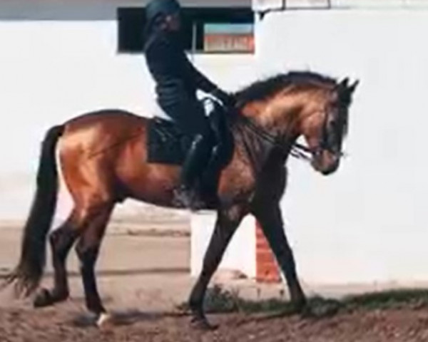 horse Vainilla AJB (Pura Raza Espanola (PRE), 2016, from Gastador JL)