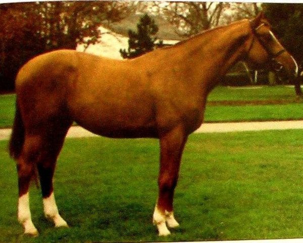 stallion Voltigeur du Bois (Selle Français, 1987, from Grand Veneur)
